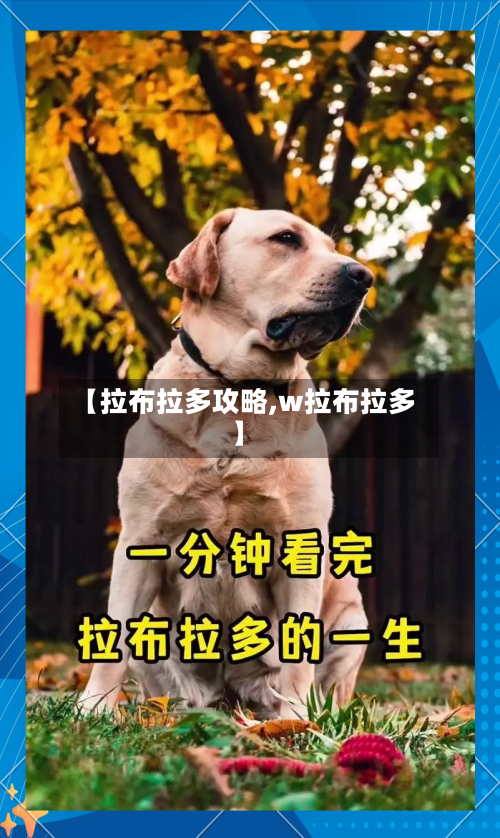 【拉布拉多攻略,w拉布拉多】