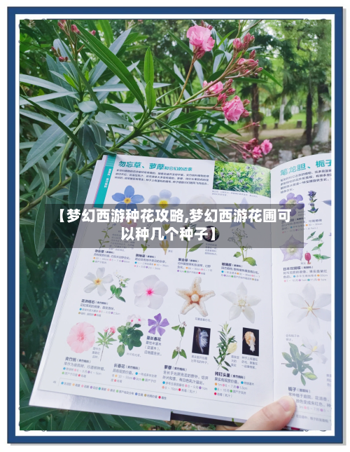 【梦幻西游种花攻略,梦幻西游花圃可以种几个种子】
