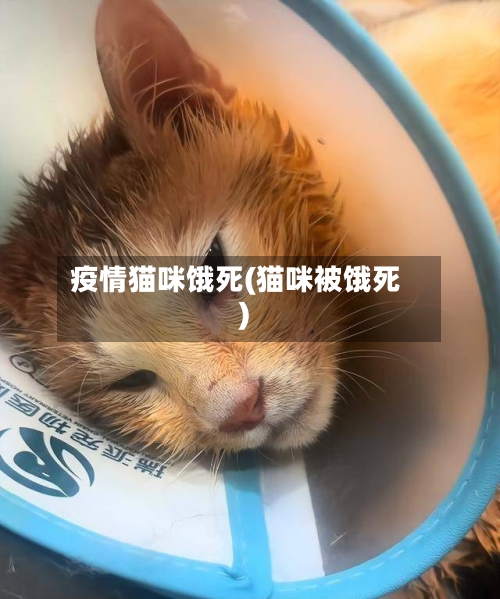 疫情猫咪饿死(猫咪被饿死)-第2张图片