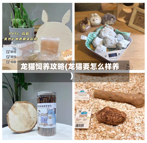 龙猫饲养攻略(龙猫要怎么样养)-第2张图片