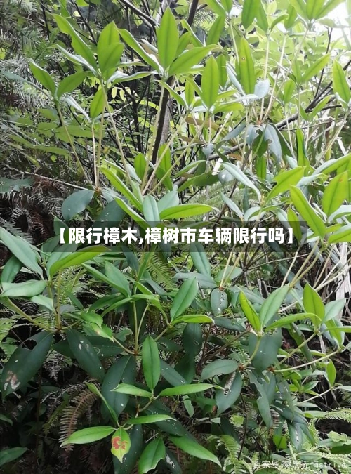 【限行樟木,樟树市车辆限行吗】
