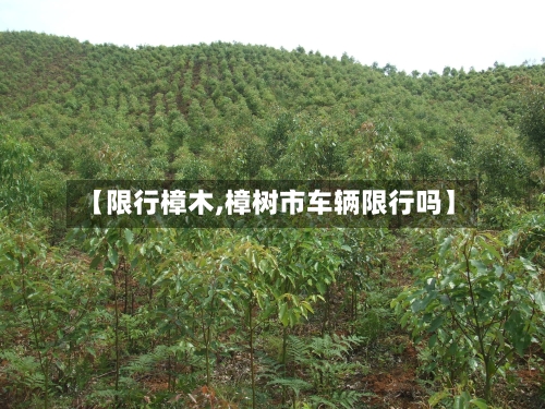 【限行樟木,樟树市车辆限行吗】-第2张图片